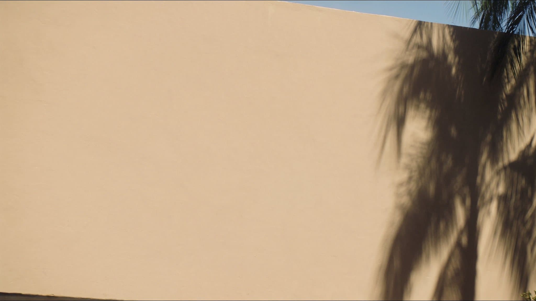 Sun on a sand-colored wall in Los Angeles with palm shadows